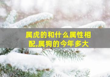 属虎的和什么属性相配,属狗的今年多大