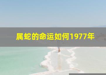 属蛇的命运如何1977年