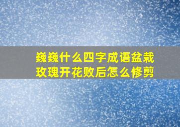 巍巍什么四字成语盆栽玫瑰开花败后怎么修剪