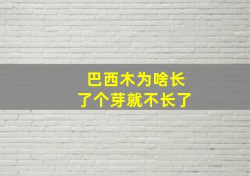 巴西木为啥长了个芽就不长了