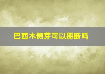 巴西木侧芽可以掰断吗