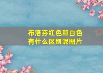 布洛芬红色和白色有什么区别呢图片