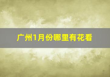 广州1月份哪里有花看