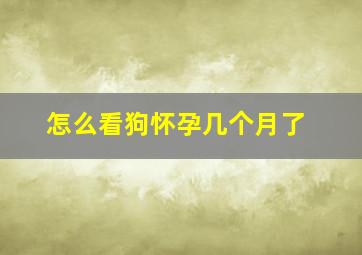 怎么看狗怀孕几个月了