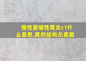 慢性萎缩性胃炎c1什么意思,胃的结构示意图