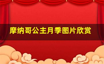 摩纳哥公主月季图片欣赏