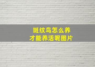 斑纹鸟怎么养才能养活呢图片