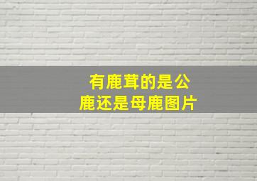 有鹿茸的是公鹿还是母鹿图片