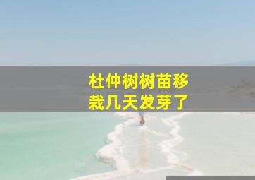 杜仲树树苗移栽几天发芽了