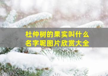 杜仲树的果实叫什么名字呢图片欣赏大全