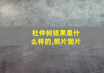 杜仲树结果是什么样的,照片图片