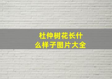 杜仲树花长什么样子图片大全