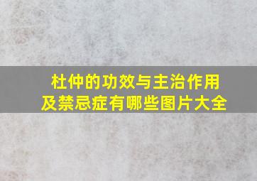 杜仲的功效与主治作用及禁忌症有哪些图片大全