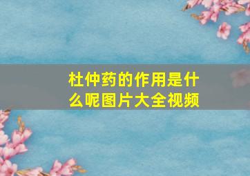 杜仲药的作用是什么呢图片大全视频