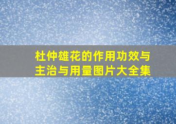 杜仲雄花的作用功效与主治与用量图片大全集