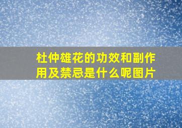 杜仲雄花的功效和副作用及禁忌是什么呢图片