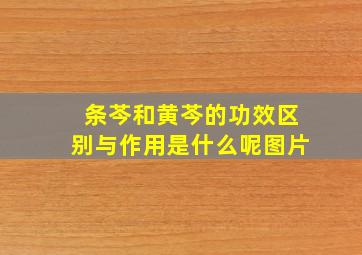 条芩和黄芩的功效区别与作用是什么呢图片