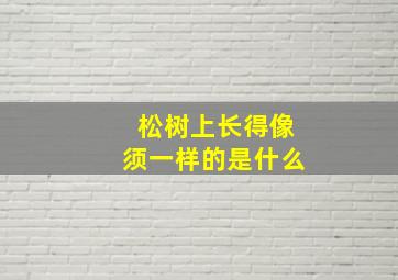 松树上长得像须一样的是什么