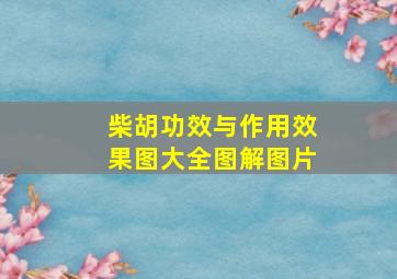 柴胡功效与作用效果图大全图解图片