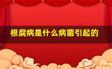 根腐病是什么病菌引起的