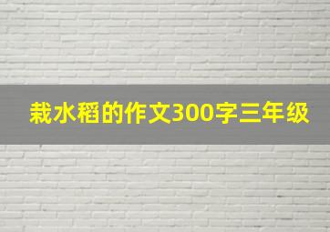 栽水稻的作文300字三年级