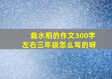 栽水稻的作文300字左右三年级怎么写的呀