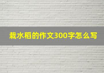 栽水稻的作文300字怎么写