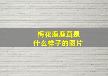 梅花鹿鹿茸是什么样子的图片