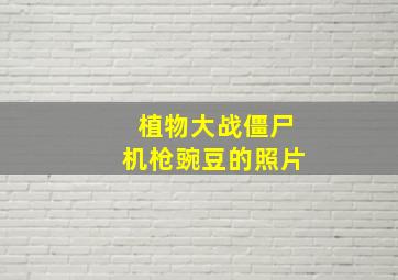 植物大战僵尸机枪豌豆的照片