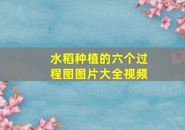 水稻种植的六个过程图图片大全视频