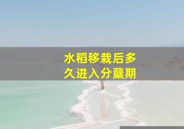 水稻移栽后多久进入分蘖期