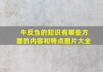 牛反刍的知识有哪些方面的内容和特点图片大全