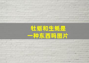 牡蛎和生蚝是一种东西吗图片