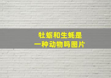 牡蛎和生蚝是一种动物吗图片