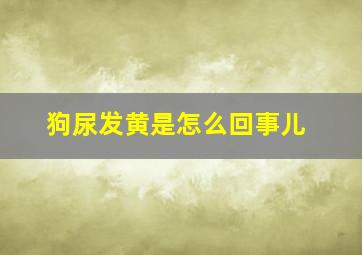 狗尿发黄是怎么回事儿