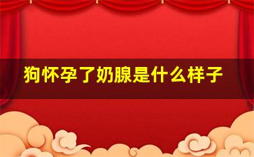 狗怀孕了奶腺是什么样子