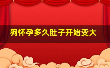 狗怀孕多久肚子开始变大