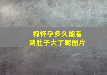 狗怀孕多久能看到肚子大了呢图片