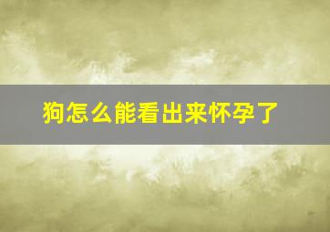 狗怎么能看出来怀孕了