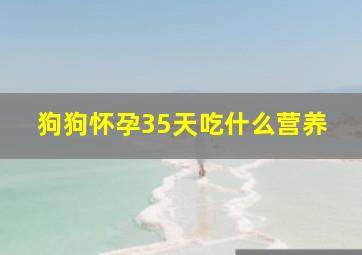 狗狗怀孕35天吃什么营养