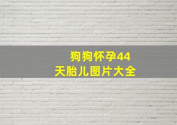 狗狗怀孕44天胎儿图片大全