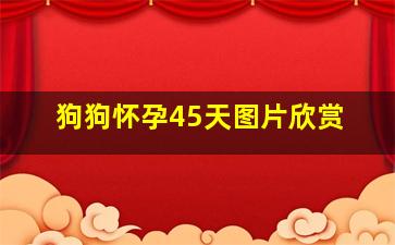 狗狗怀孕45天图片欣赏