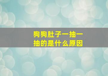 狗狗肚子一抽一抽的是什么原因