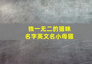 独一无二的猫咪名字英文名小母猫