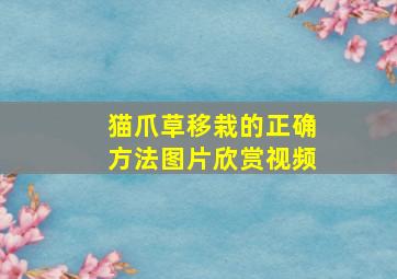 猫爪草移栽的正确方法图片欣赏视频