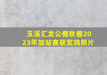 玉溪汇龙公棚秋棚2023年加站赛获奖鸽照片