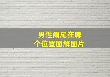 男性阑尾在哪个位置图解图片