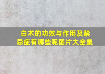 白术的功效与作用及禁忌症有哪些呢图片大全集