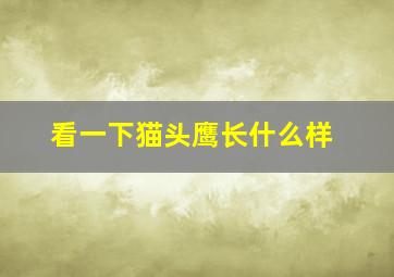 看一下猫头鹰长什么样