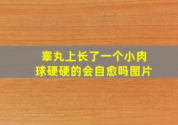 睾丸上长了一个小肉球硬硬的会自愈吗图片